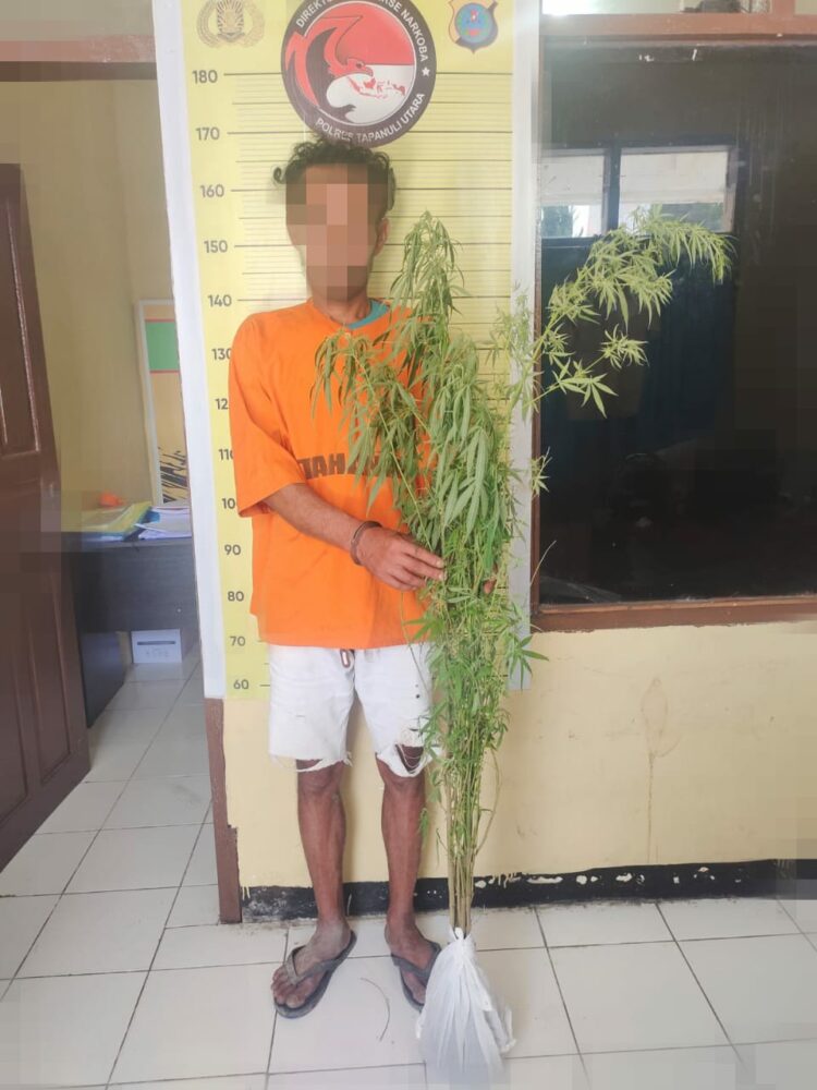 Polres Taput Temukan Tanaman Ganja di Ladang, Daniel Lumbantobing Diringkus