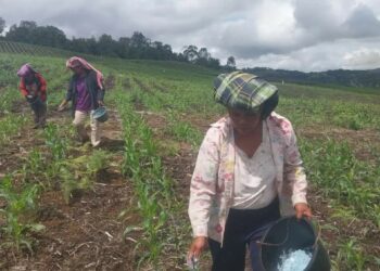 Tips Menanam dan Merawat Jagung dari Petani Food Estate Pakpak Bharat