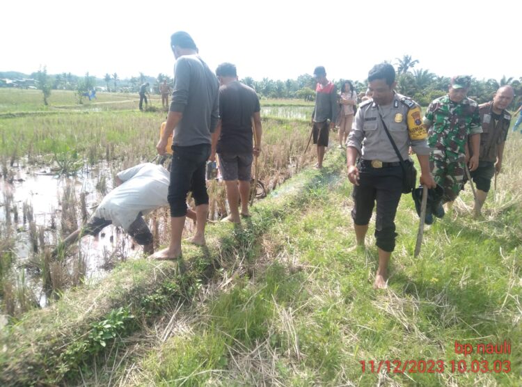 Bhabinkamtibmas Kelurahan BP Nauli Bripka R Pangaribuan bersama masyarakat petani berburu Hama tikus