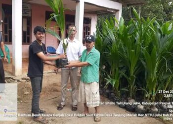 Pemkab Pakpak Bharat Bagikan Bibit Kelapa Genjah Labuhan Batu ke Poktan