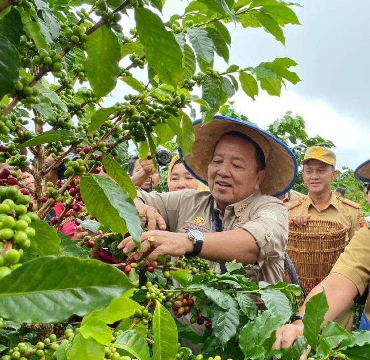 Gubernur Lampung Panen Kopi Arabika Sistem Pagar dan Temu Lapang Bersama Petani Kopi di Kecamatan Sekincau
