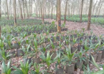  Areal Kebun Gunung Para Dijadikan Jual Beli Bibit Kelapa Sawit, Ini Klarifikasi Pihak Perkebunan