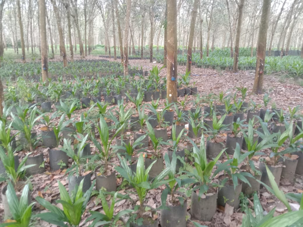 Areal Kebun Gunung Para Dijadikan Jual Beli Bibit Kelapa Sawit, Ini Klarifikasi Pihak Perkebunan Areal Kebun Gunung Para Dijadikan Jual Beli Bibit Kelapa Sawit, Ini Klarifikasi Pihak Perkebunan