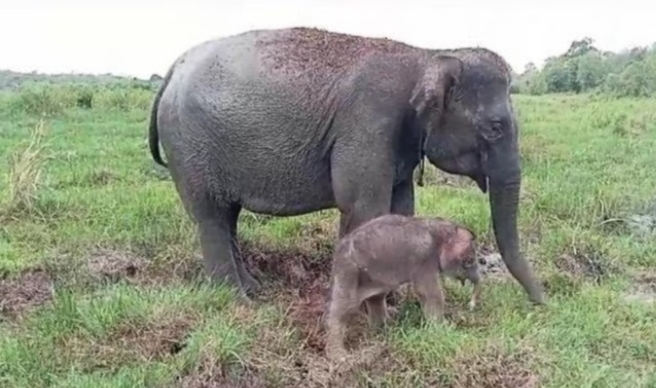 Kawanan Gajah Liar Merusak Kawasan Wisata Dan Rumah Warga Di Kecamatan BNS Suoh