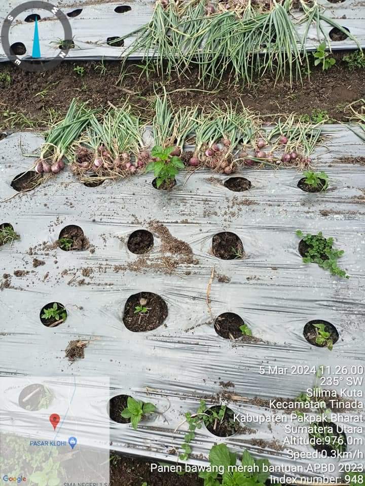 Bantuan Bibit Pemkab Pakpak Barat, Kelompok Tani Panen Bawang Merah Varietas Batu Ijo Bantuan Bibit Pemkab Pakpak Barat, Kelompok Tani Panen Bawang Merah Varietas Batu Ijo