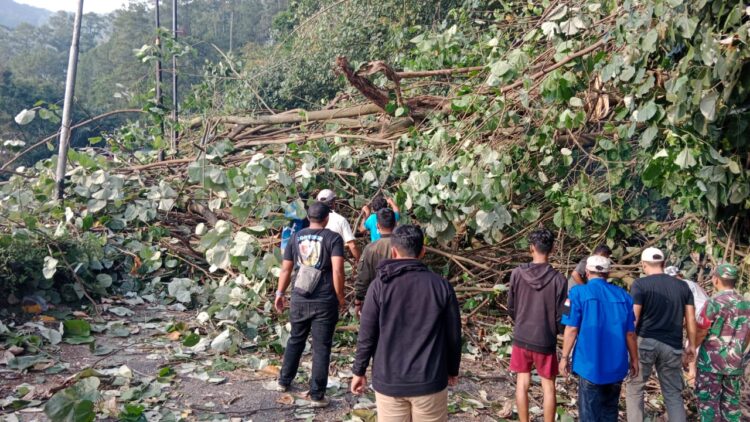Aksi Heroik Polres Simalungun dan Warga, Pohon Tumbang Lumpuhkan Lalin di Parapat Berhasil Dievakuasi