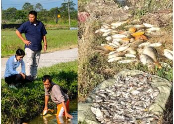 Diduga Akibat Limbah Industri, Ribuan Ikan di Desa Gasaribu Kabupaten Toba Mati