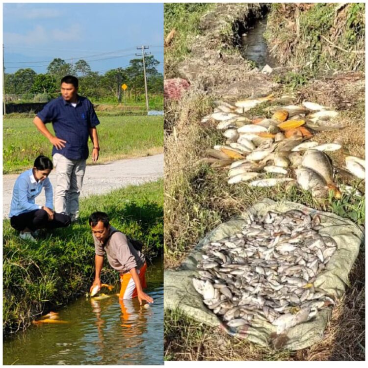 Diduga Akibat Limbah Industri, Ribuan Ikan di Desa Gasaribu Kabupaten Toba Mati