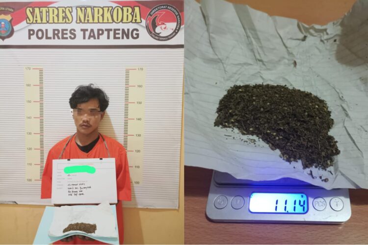 Edarkan Ganja, Kuli Bangunan Ditangkap Sat Narkoba Polres Tapteng Di Pinangsori