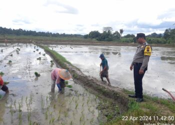 Musim Tanam Padi, Bhabinkamtibmas Simarimbun Sambangi Warga Binaan di Sawah