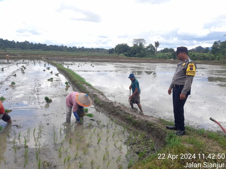 Musim Tanam Padi, Bhabinkamtibmas Simarimbun Sambangi Warga Binaan di Sawah