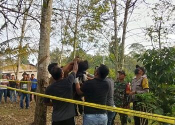 Polisi Selidiki Aksi Nekat Gantung Diri Poltak Dongoran di Pohon Karet Di Kecamatan Garoga Taput