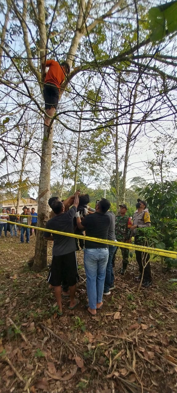 Polisi Selidiki Aksi Nekat Gantung Diri Poltak Dongoran di Pohon Karet Di Kecamatan Garoga Taput