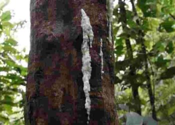 Pohon Kemenyan di Desa Kuta Jungak Pakpak Bharat Siap Untuk Dipanen