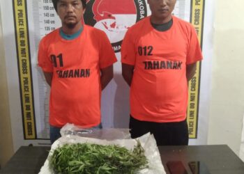Polres Simalungun Ringkus 2 Petani Rangkap Pengedar Ganja dari Perladangan Jeruk di Nagori Rakut Besi