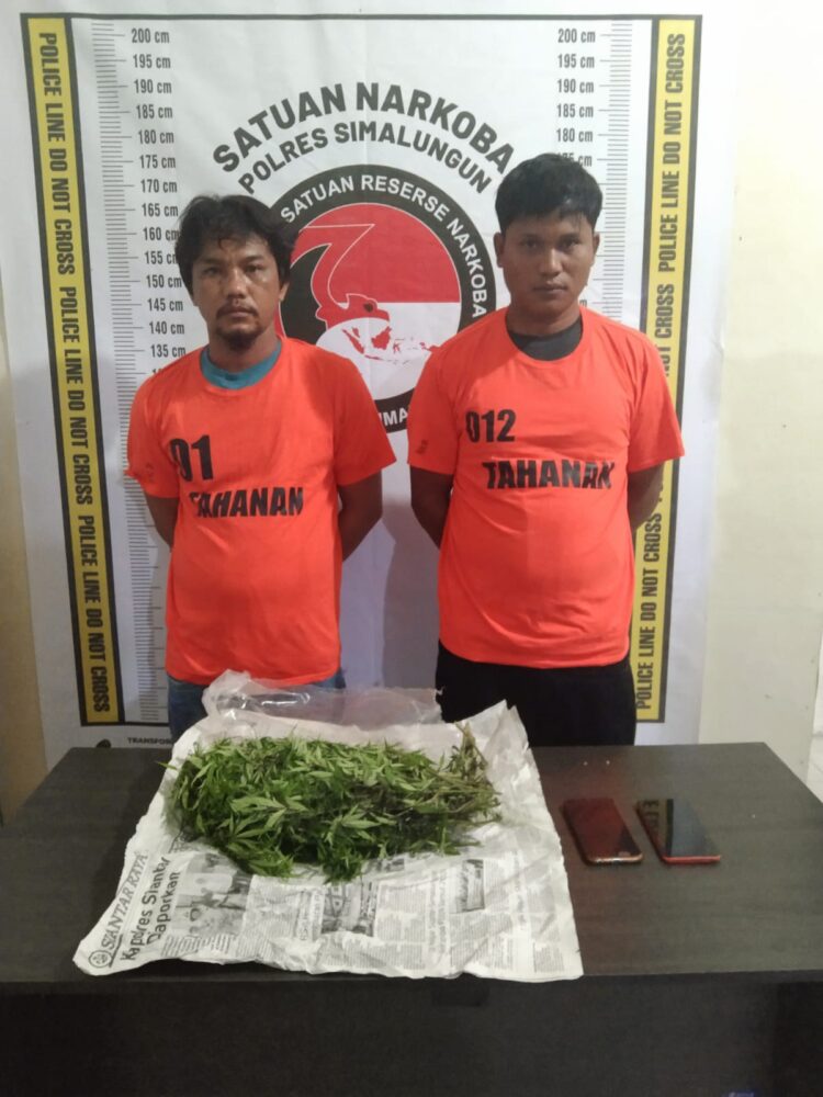 Polres Simalungun Ringkus 2 Petani Rangkap Pengedar Ganja dari Perladangan Jeruk di Nagori Rakut Besi