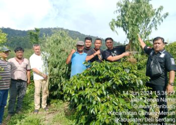 Sat Narkoba Polres Simalungun Berhasil Temukan Ladang Ganja di Dolok Silau