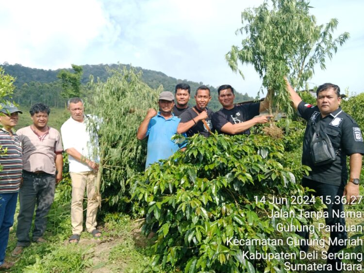 Sat Narkoba Polres Simalungun Berhasil Temukan Ladang Ganja di Dolok Silau