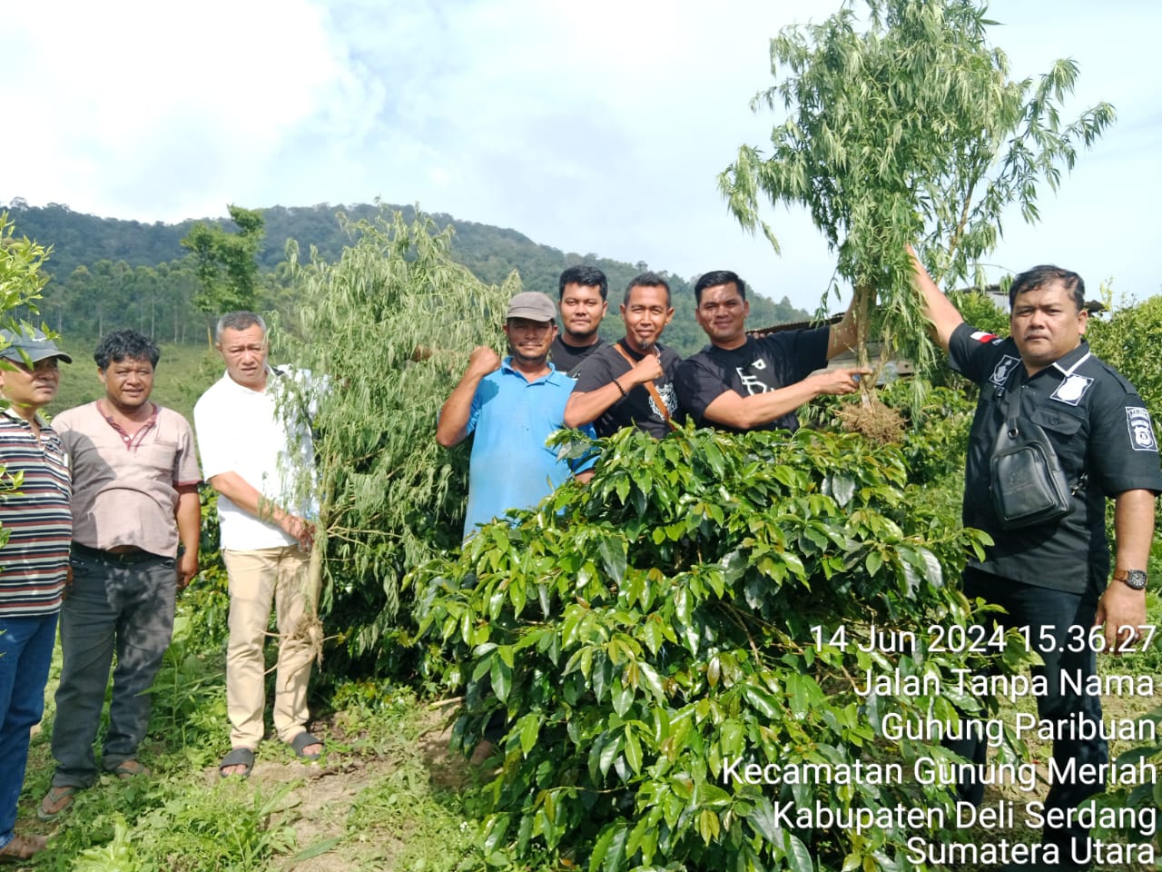 Sat Narkoba Polres Simalungun Berhasil Temukan Ladang Ganja di Dolok Silau