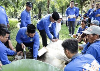 Hari Raya Idul Adha 1445, Pemko Pematangsiantar Sembelih 7 Ekor Sapi 