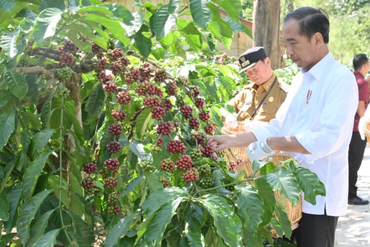Pj Bupati Nukman Panen Raya Kopi Robusta Bersama Presiden Joko Widodo Pj Bupati Nukman Panen Raya Kopi Robusta Bersama Presiden Joko Widodo