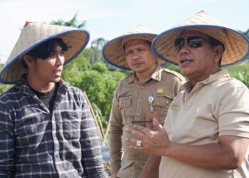 Bupati Simalungun Lakukan Penanaman Cabai Dengan Metode Fertigasi
