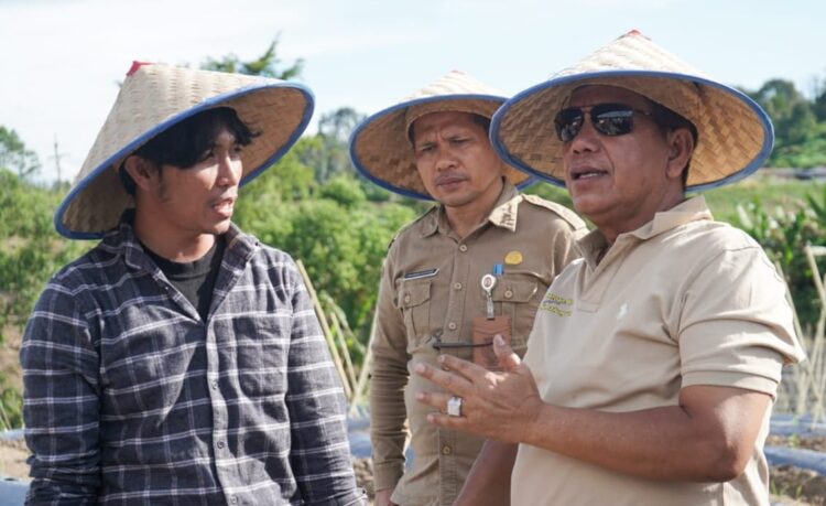 Bupati Simalungun Lakukan Penanaman Cabai Dengan Metode Fertigasi