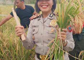 Dukung Ketahanan Pangan, Kapolsek Siantar Marihat Hadiri Pengubinan Padi di Sianjur Nauli