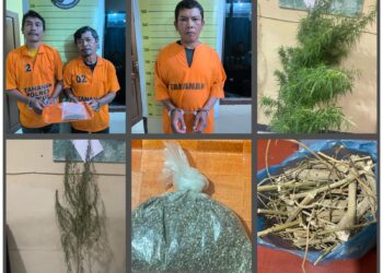 Polres Taput  Berhasil Ringkus 2  Pengguna Ganja Dan 1 Prekusor