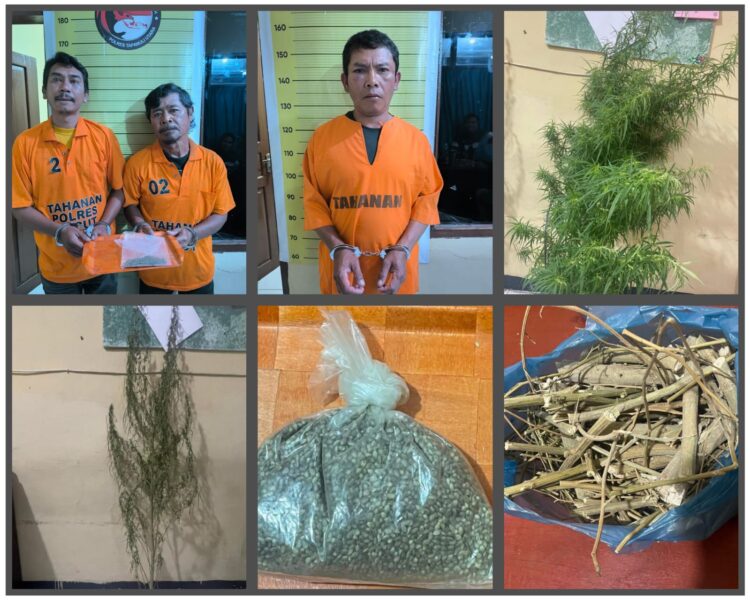Polres Taput  Berhasil Ringkus 2  Pengguna Ganja Dan 1 Prekusor