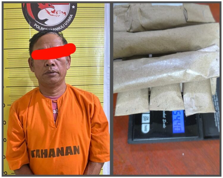 Polres Taput Amankan Pengedar Ganja Dari Sitabotabo Siborongborong