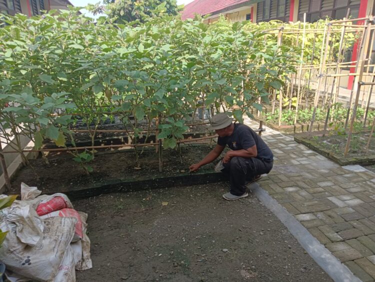 Personil Kompi 1 Batalyon A Pelopor Sat Brimob Polda Sumut Laksanakan Kegiatan Pemeliharaan Ketahanan Pangan
