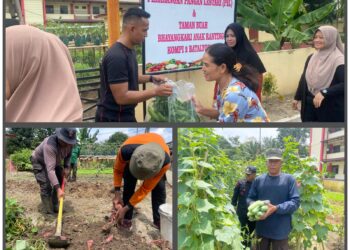 Kompi 2 Yon A Sat Brimob Polda Sumut Gelar Panen Raya untuk Ketahanan Pangan