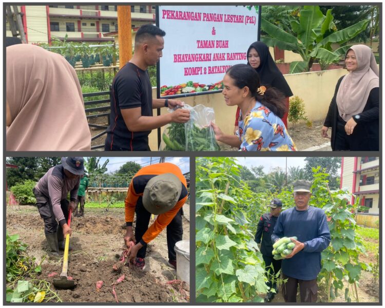 Kompi 2 Yon A Sat Brimob Polda Sumut Gelar Panen Raya untuk Ketahanan Pangan