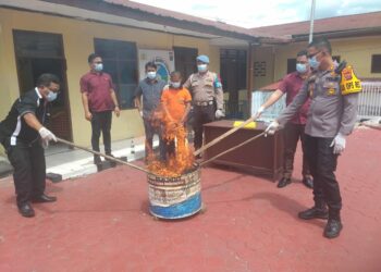 Polres Taput Musnahkan Barang Bukti 2 Kg Narkoba Jenis Ganja 
