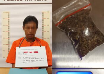 Polres Tapteng Ringkus Pengedar Ganja Asal Sarudik, Barbut 5,36 Gram 
