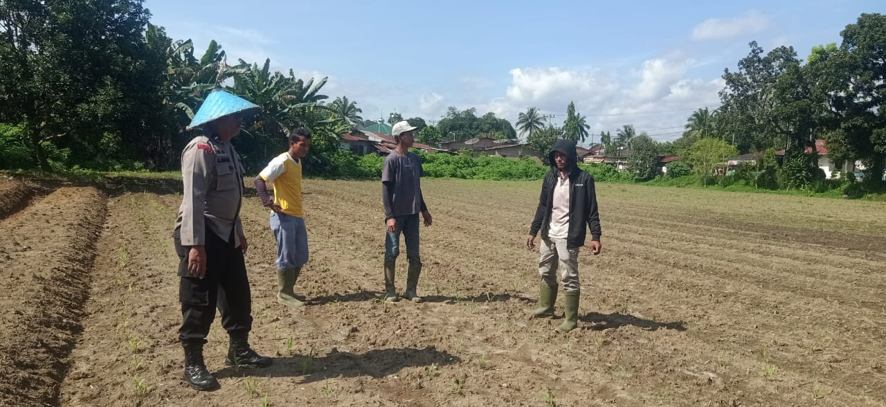 Bhabinkamtibmas Parhorasan dorong Warganya Tanam Benih Jagung Sebagai Upaya Mendukung Ketahanan Pangan Bhabinkamtibmas Parhorasan dorong Warganya Tanam Benih Jagung Sebagai Upaya Mendukung Ketahanan Pangan