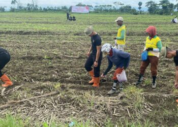 Brimob Sumut Dan Warga Binai Kolaborasi Tanam Jagung Mendukung Ketahanan Pangan