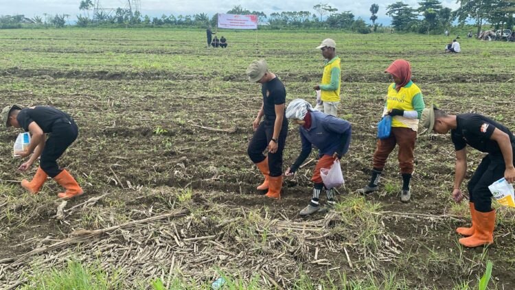 Brimob Sumut Dan Warga Binai Kolaborasi Tanam Jagung Mendukung Ketahanan Pangan
