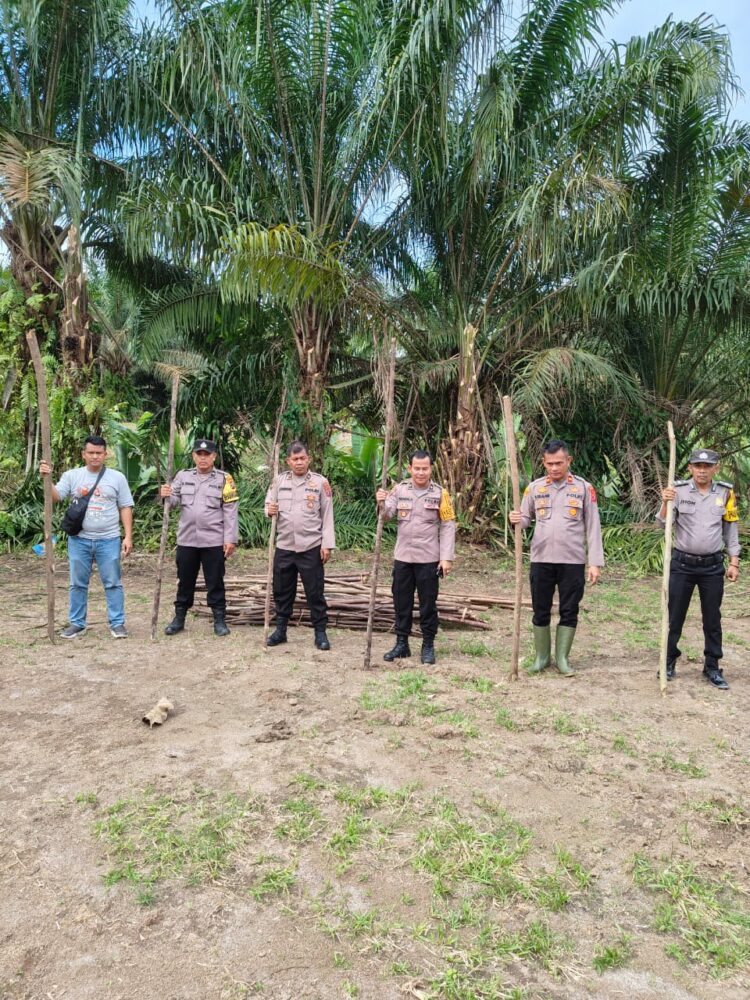 Polsek Bosar Maligas Kembangkan Lahan Jagung Dukung Program Ketahanan Pangan Nasional