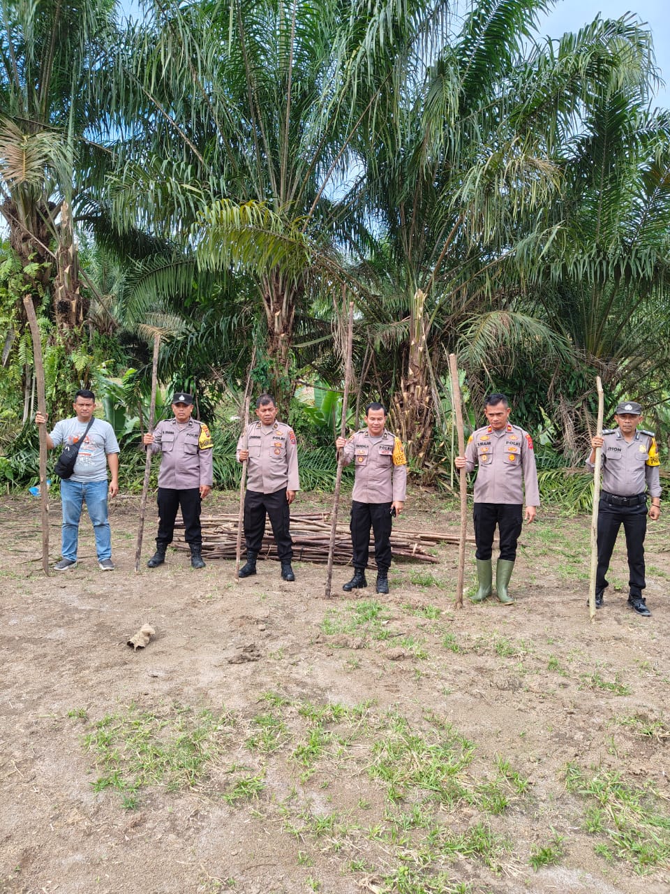 Polsek Bosar Maligas Kembangkan Lahan Jagung Dukung Program Ketahanan Pangan Nasional Polsek Bosar Maligas Kembangkan Lahan Jagung Dukung Program Ketahanan Pangan Nasional