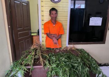 Polres Taput Temukan 15 Batang Pohon Ganja di Desa Sigumbang, Pemiliknya Berhasil Ditangkap