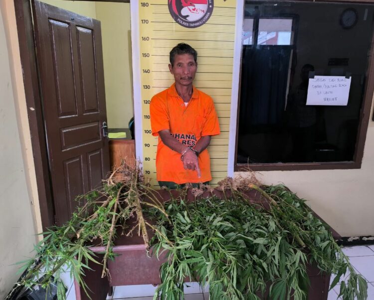 Polres Taput Temukan 15 Batang Pohon Ganja di Desa Sigumbang, Pemiliknya Berhasil Ditangkap
