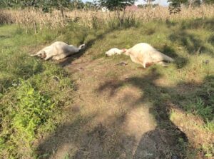 2 Ekor Lembu Tewas Diduga Diracun, Bhabinkamtibmas Polsek Sianțar Marihat Tinjau ke Lokasi