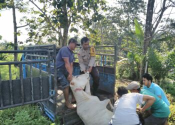 2 Ekor Lembu Tewas Diduga Diracun, Bhabinkamtibmas Polsek Sianțar Marihat Tinjau ke Lokasi