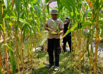 Brimob Polda Sumut Panen Jagung di Taman Rumah Pangan Lestari, Penuh Semangat dan Kebersamaan