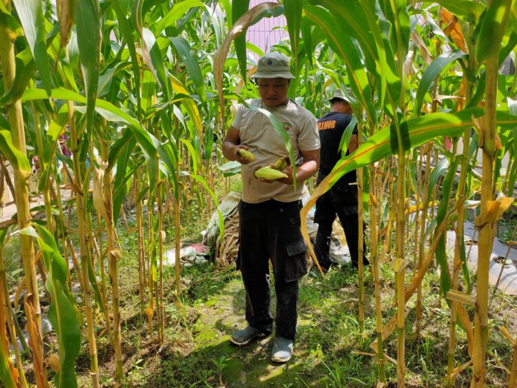 Brimob Polda Sumut Panen Jagung di Taman Rumah Pangan Lestari, Penuh Semangat dan Kebersamaan