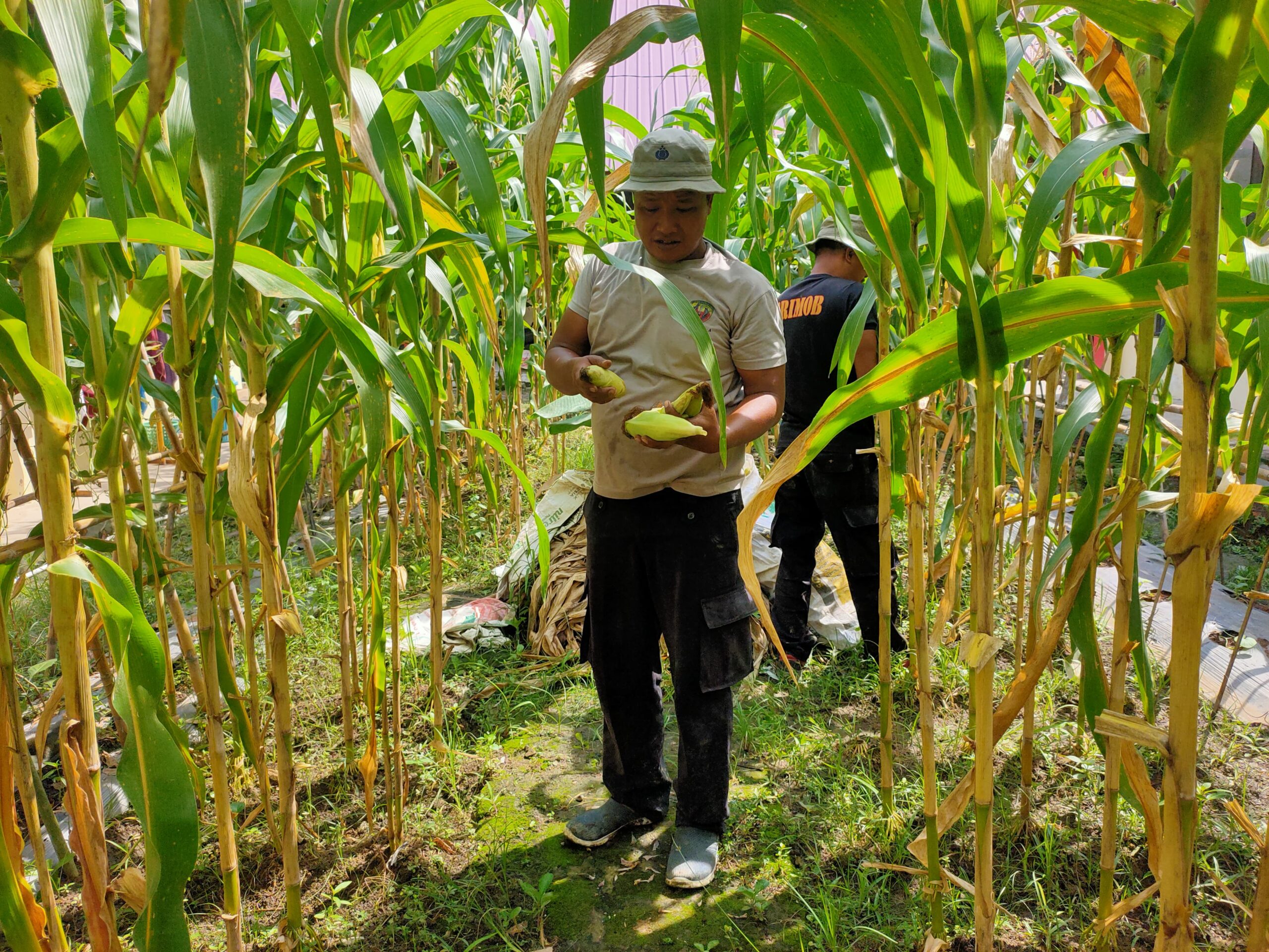 Brimob Polda Sumut Panen Jagung di Taman Rumah Pangan Lestari, Penuh Semangat dan Kebersamaan Brimob Polda Sumut Panen Jagung di Taman Rumah Pangan Lestari, Penuh Semangat dan Kebersamaan