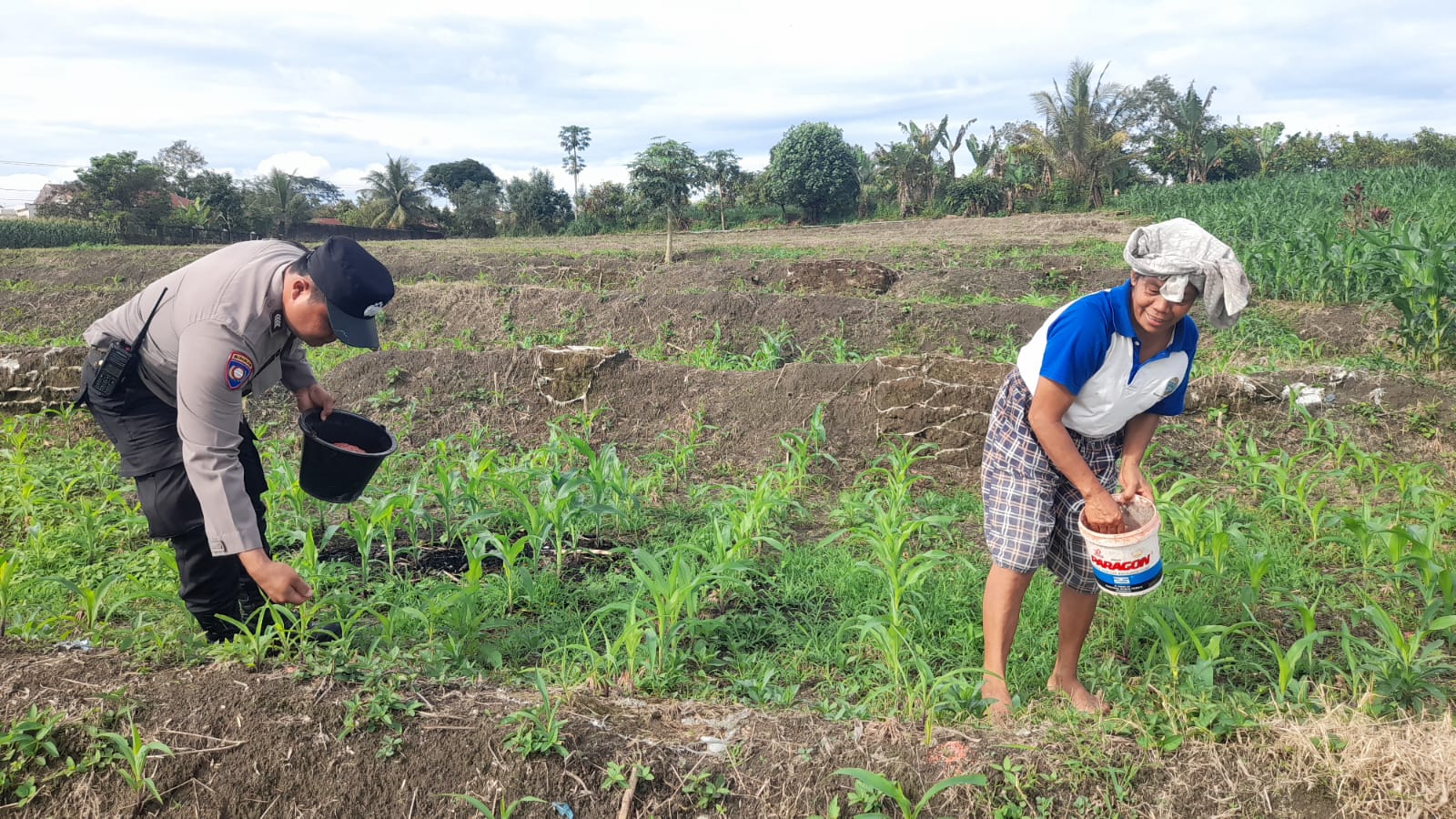 Bhabinkamtibmas Polsek Siantar Marihat Dorong Warga Binaan Tanam Jagung Dalam Rangka Dukung Ketahanan Pangan