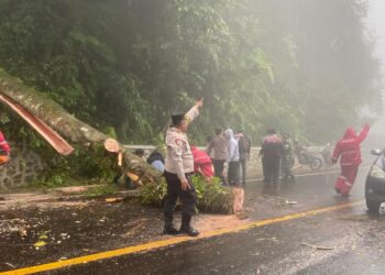 Jalur Berastagi-Medan Kembali Normal Pasca Pohon Tumbang, Polres Tanah Karo Tanggap Darurat